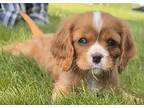 CKCS kimmy Cavalier King Charles Spaniel Puppy Female