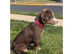 Fro Catahoula Leopard Dog Male