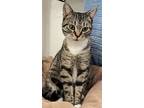 Marsha (napa Petco), American Shorthair For Adoption In Napa, California