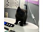 Kevin Domestic Shorthair Kitten Male
