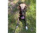 Suzanne American Staffordshire Terrier Young Female
