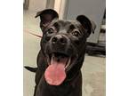 Azura Manchester Terrier Young Female