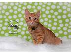 Peter Parker Domestic Shorthair Kitten Male