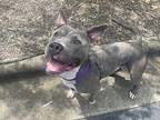 Sampson American Staffordshire Terrier Adult Male
