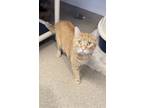 Alf, Domestic Shorthair For Adoption In Oskaloosa, Iowa