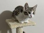 Magnolia Domestic Shorthair Kitten Female