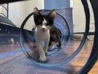 Periwinkle Domestic Shorthair Kitten Male