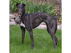 Eva Greyhound Adult Female