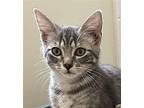 Ted Lasso Domestic Shorthair Kitten Male