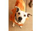 Selia American Pit Bull Terrier Senior Female