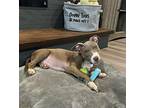 Passionfruit American Staffordshire Terrier Puppy Female