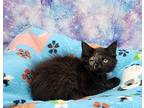 Liberty Domestic Longhair Kitten Female