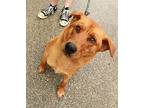 Kong Labrador Retriever Young Male