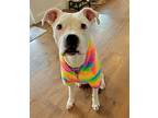 Nova, American Pit Bull Terrier For Adoption In Denver, Colorado