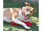 Columbo, American Pit Bull Terrier For Adoption In Cleveland, Ohio