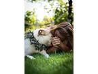 Lady, American Pit Bull Terrier For Adoption In Windsor, Colorado