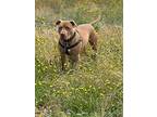 Jango, American Staffordshire Terrier For Adoption In St Helens, Oregon