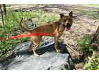 Boomer, American Staffordshire Terrier For Adoption In Mechanicsville, Maryland