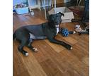 Autumn, Labrador Retriever For Adoption In Mechanicsville, Maryland