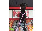 Dory, Labrador Retriever For Adoption In Ola, Arkansas