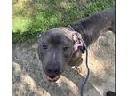 Coffee Cake American Staffordshire Terrier Adult Male