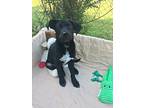 Madalyn, Labrador Retriever For Adoption In Ola, Arkansas