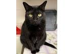 Daisy, American Shorthair For Adoption In New Milford, Connecticut