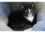 Emmet, American Shorthair For Adoption In New Milford, Connecticut
