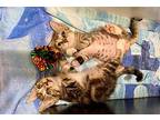 Petunia Baby, American Shorthair For Adoption In Oakland Park, Florida
