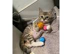 Rose Baby, American Shorthair For Adoption In Oakland Park, Florida