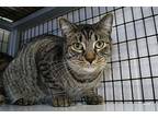 Bodhi, American Shorthair For Adoption In New Milford, Connecticut