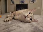 Minx Plus 2 Kittens, Siamese For Adoption In New Port Richey, Florida