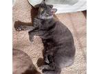 Nikita 'nickie', Russian Blue For Adoption In Richardson, Texas