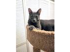 Francesca, Russian Blue For Adoption In New Port Richey, Florida