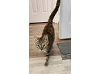 Fancy, American Shorthair For Adoption In Tolland, Connecticut