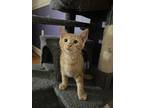 Freddy & Flint, American Shorthair For Adoption In Tolland, Connecticut