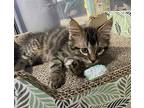 Husk Domestic Mediumhair Kitten Male