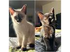 Fawn & Faith, American Shorthair For Adoption In Tolland, Connecticut