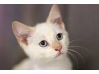 Ruth Domestic Shorthair Kitten Female