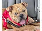 BABY GIRL English Bulldog Adult Female