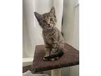 Ember, American Shorthair For Adoption In Tolland, Connecticut