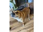 Maverick, American Pit Bull Terrier For Adoption In Wichita Falls, Texas