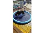 Tootsie, Staffordshire Bull Terrier For Adoption In Beaver Crossing, Nebraska