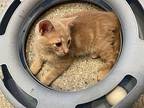 Ernie Domestic Shorthair Kitten Male