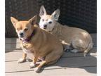 Bonded Pair Scrappie & Sofie Nj, Cairn Terrier For Adoption In Boonton