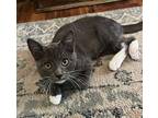 Sassy Smurf Domestic Shorthair Kitten Female