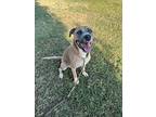 Tanner, American Staffordshire Terrier For Adoption In Tulare, California