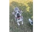 Chase, American Staffordshire Terrier For Adoption In Tulare, California