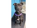 Emmanuel (HW+) Terrier (Unknown Type, Medium) Young Male