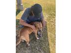 Freddy, American Staffordshire Terrier For Adoption In Tulare, California